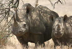 Rhino on Lewa Downs