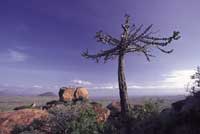 Kopje Ol Donyo Wuas, Kenya