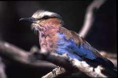 Lilac breasted Roller