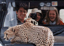 The cheetah pictured here lives in the Masai Mara and  has featured in the BBC documentary series - The Big Cat Diary. 