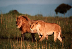 Lion pair