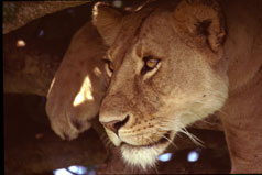 Lioness